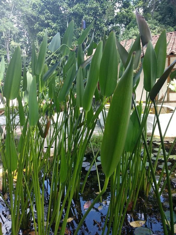 Bactris brongniartii habit