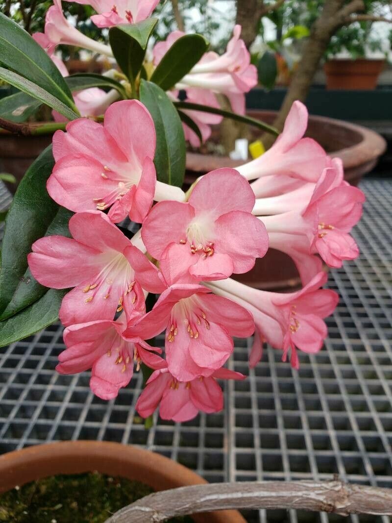 Rhododendron aurigeranum flower
