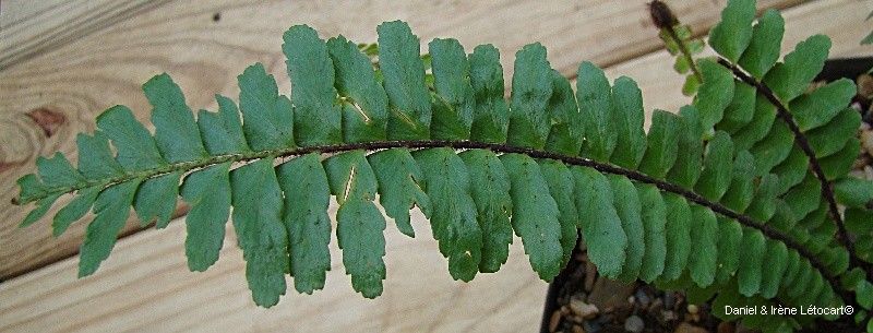 Asplenium pseudotenerum — houseplant care guide