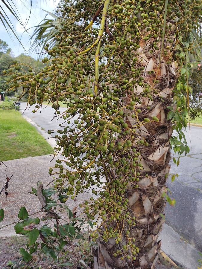 Sabal palmetto fruit