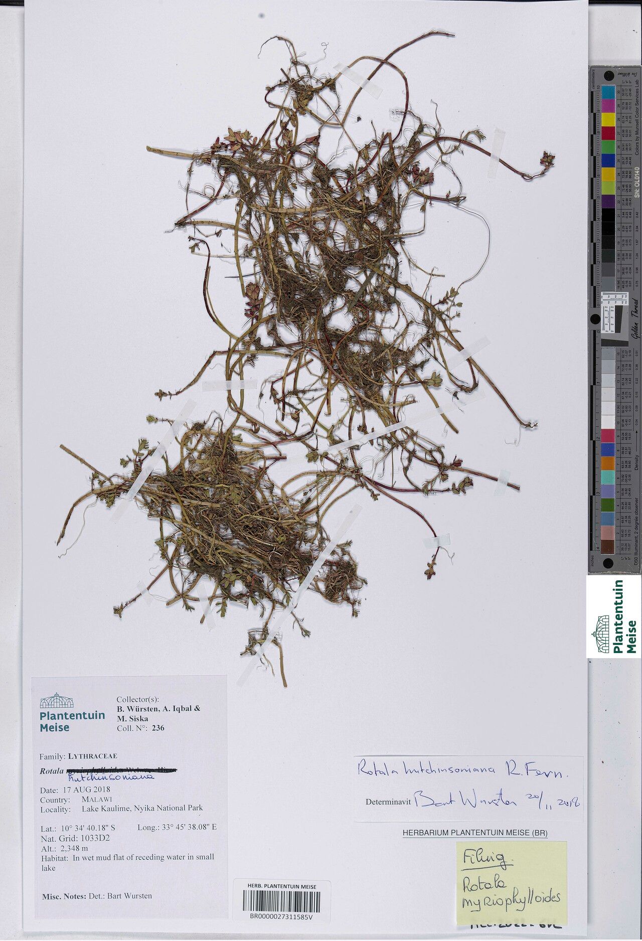 Rotala myriophylloides — search result for 'Rotala'