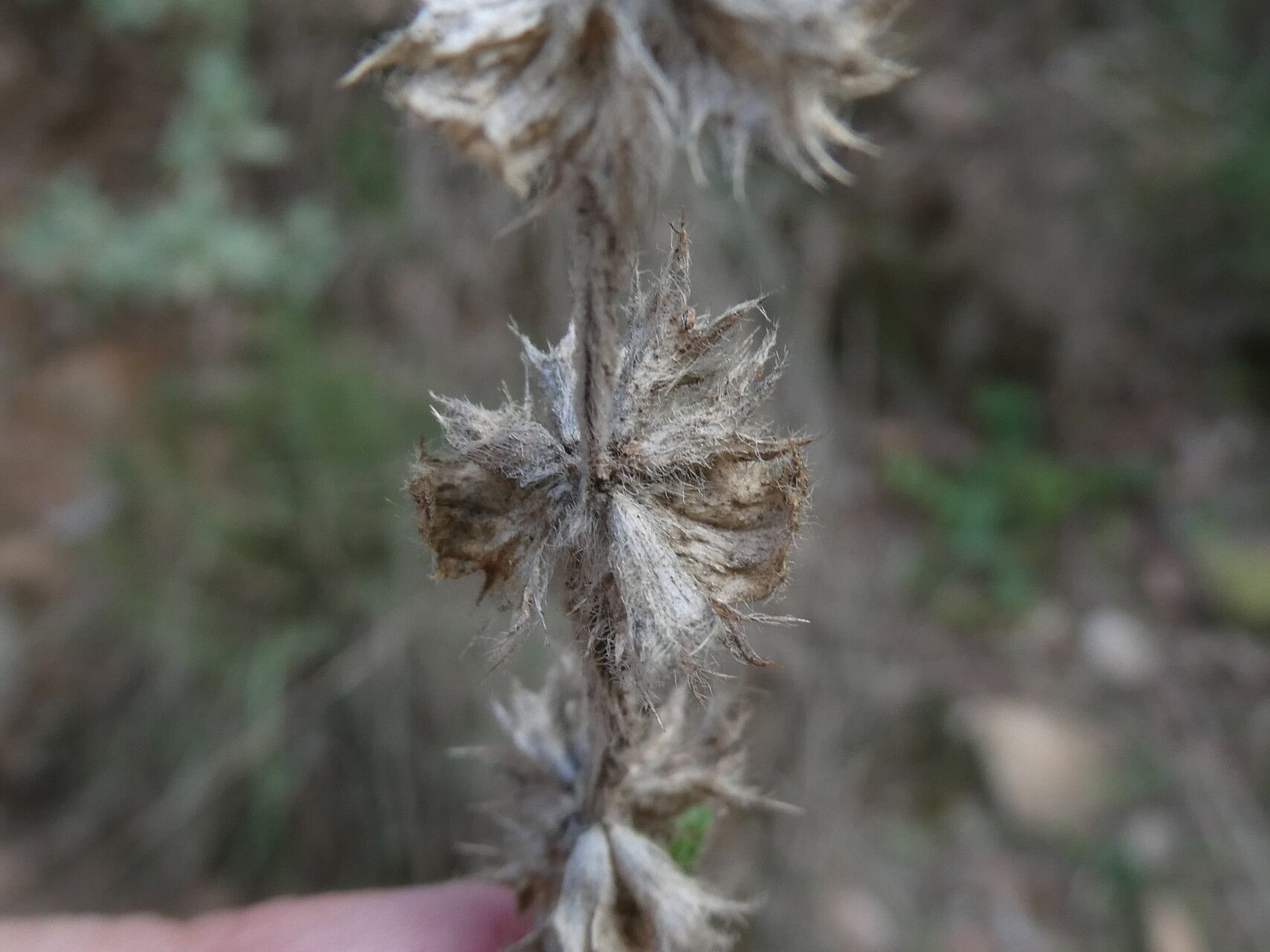 Sideritis fruticulosa fruit