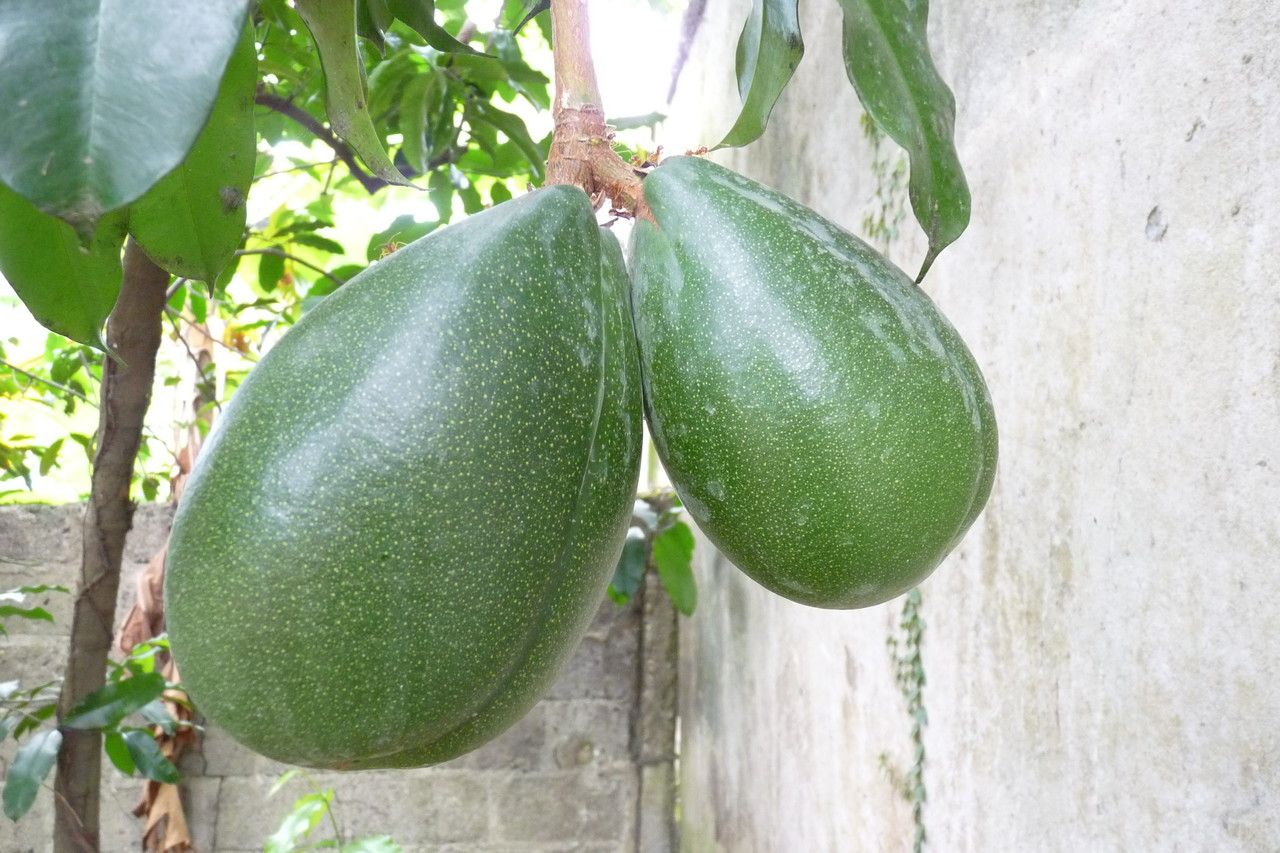 Picralima nitida fruit