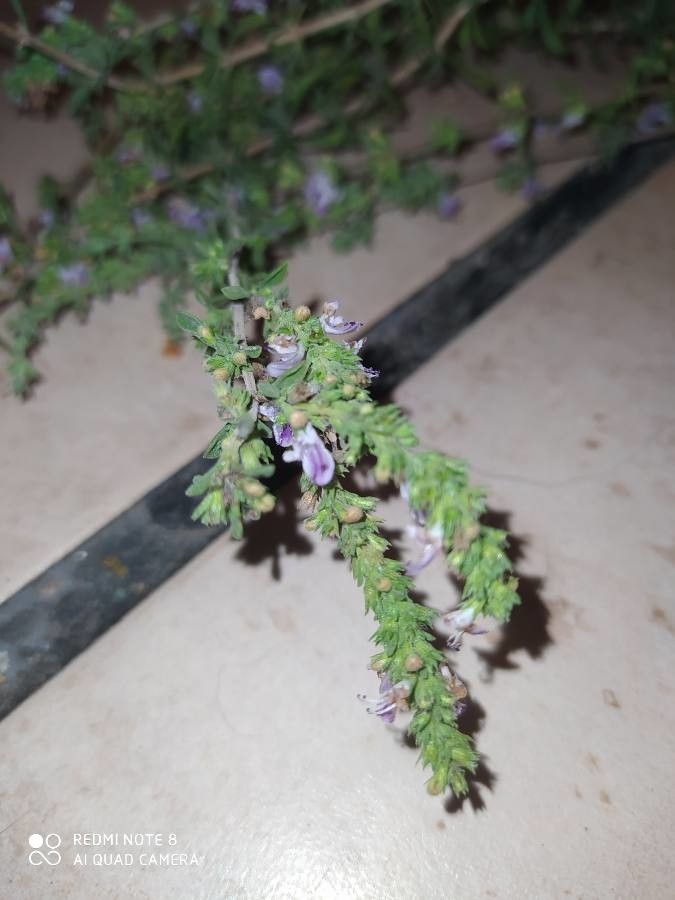 Satureja cuneifolia flower