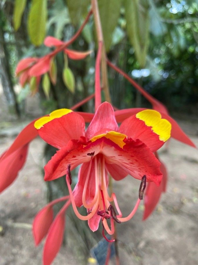 Amherstia nobilis flower