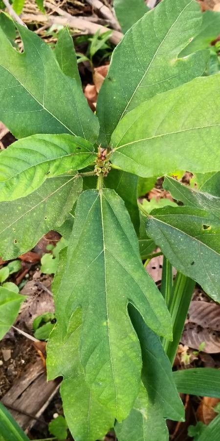 Ficus hirta — search result for 'Moraceae'