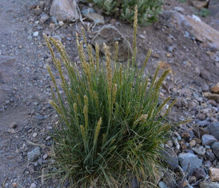 Melica canariensis — houseplant care guide