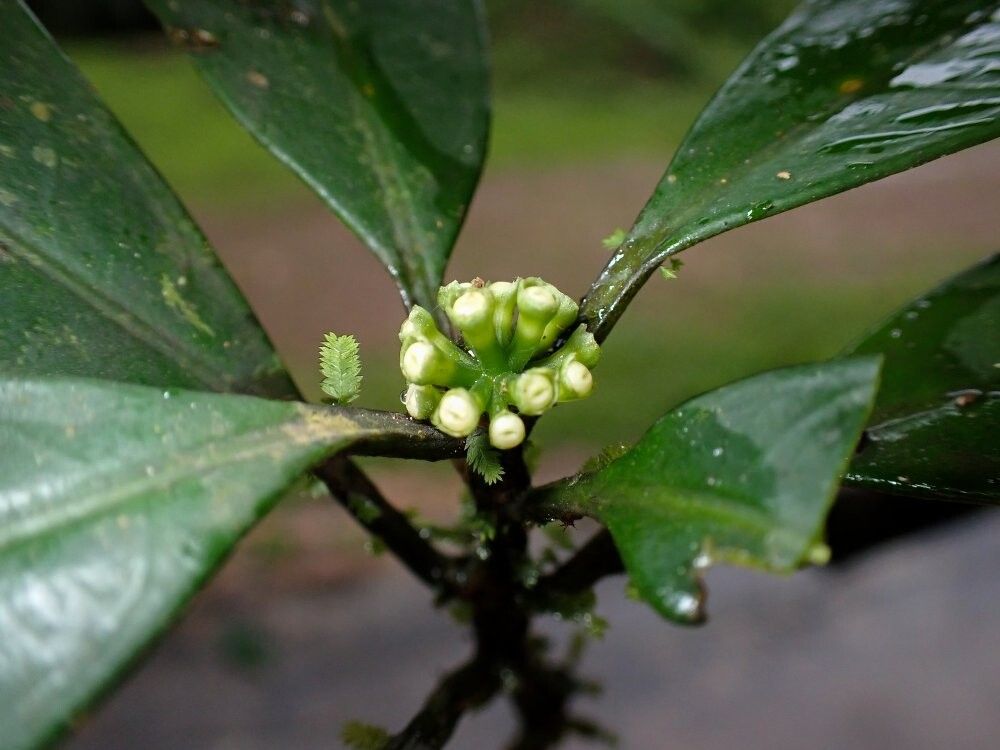 Psychotria crystallina — houseplant care guide