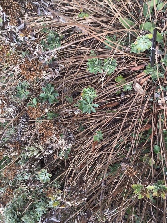 Ajania pacifica leaf