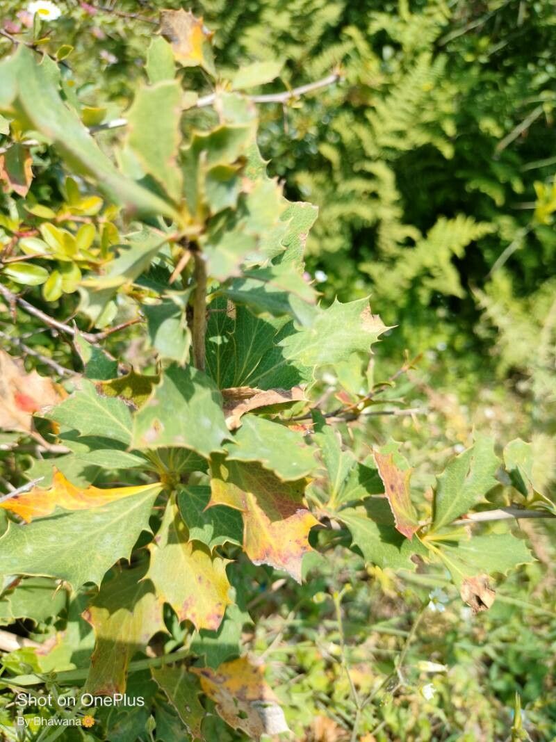 Berberis asiatica — search result for 'Berberis'