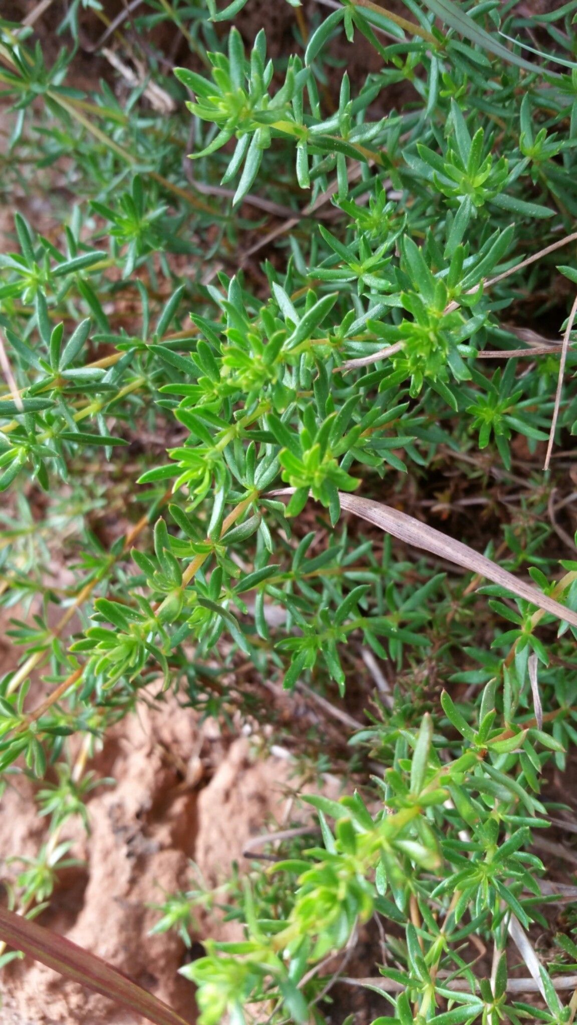 Anthospermum palustre leaf