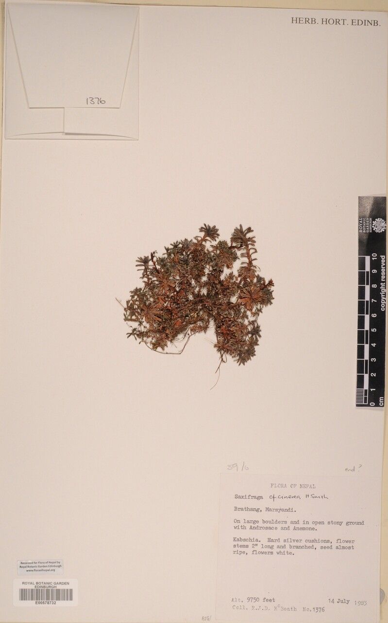 Saxifraga cinerea other