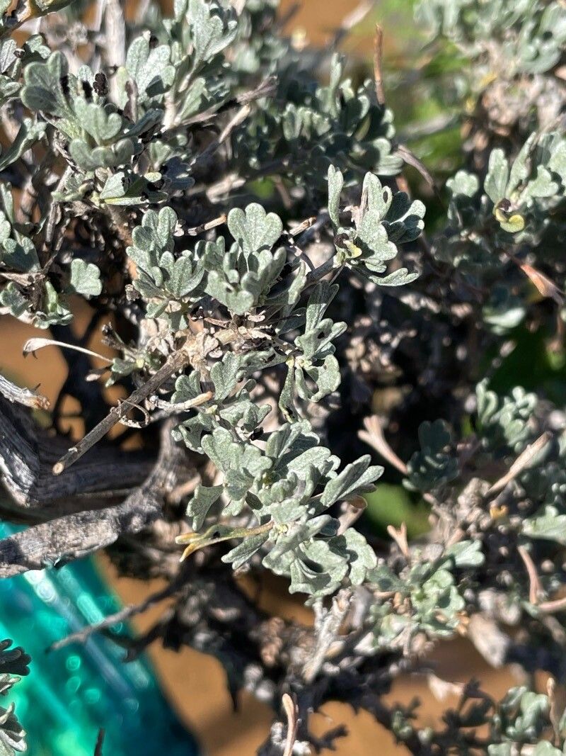 Artemisia arbuscula — search result for 'Artemisia'