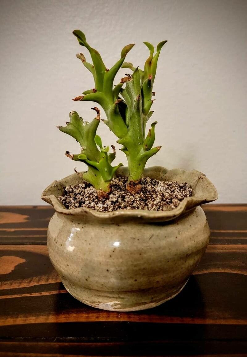 Orbea mcloughlinii — search result for 'Orbea'