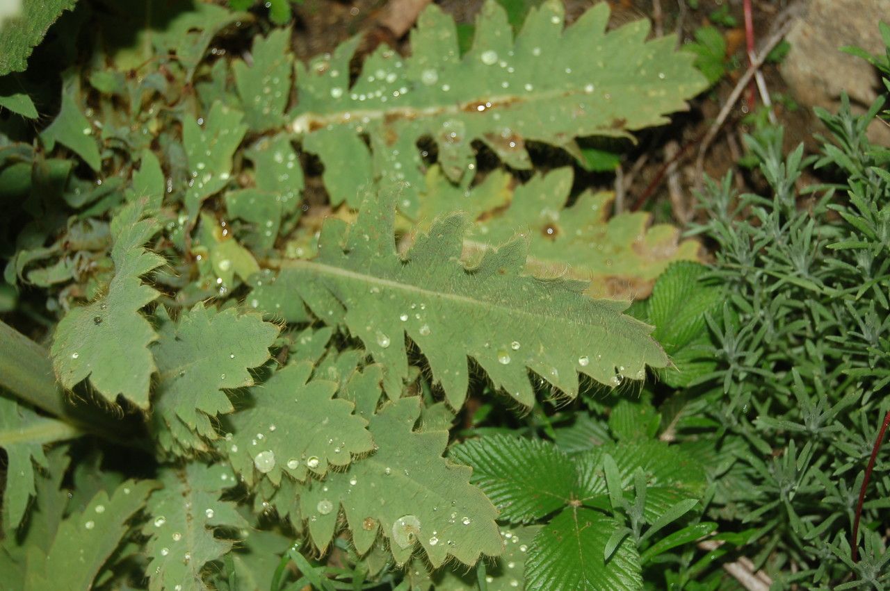 Papaver paniculatum leaf
