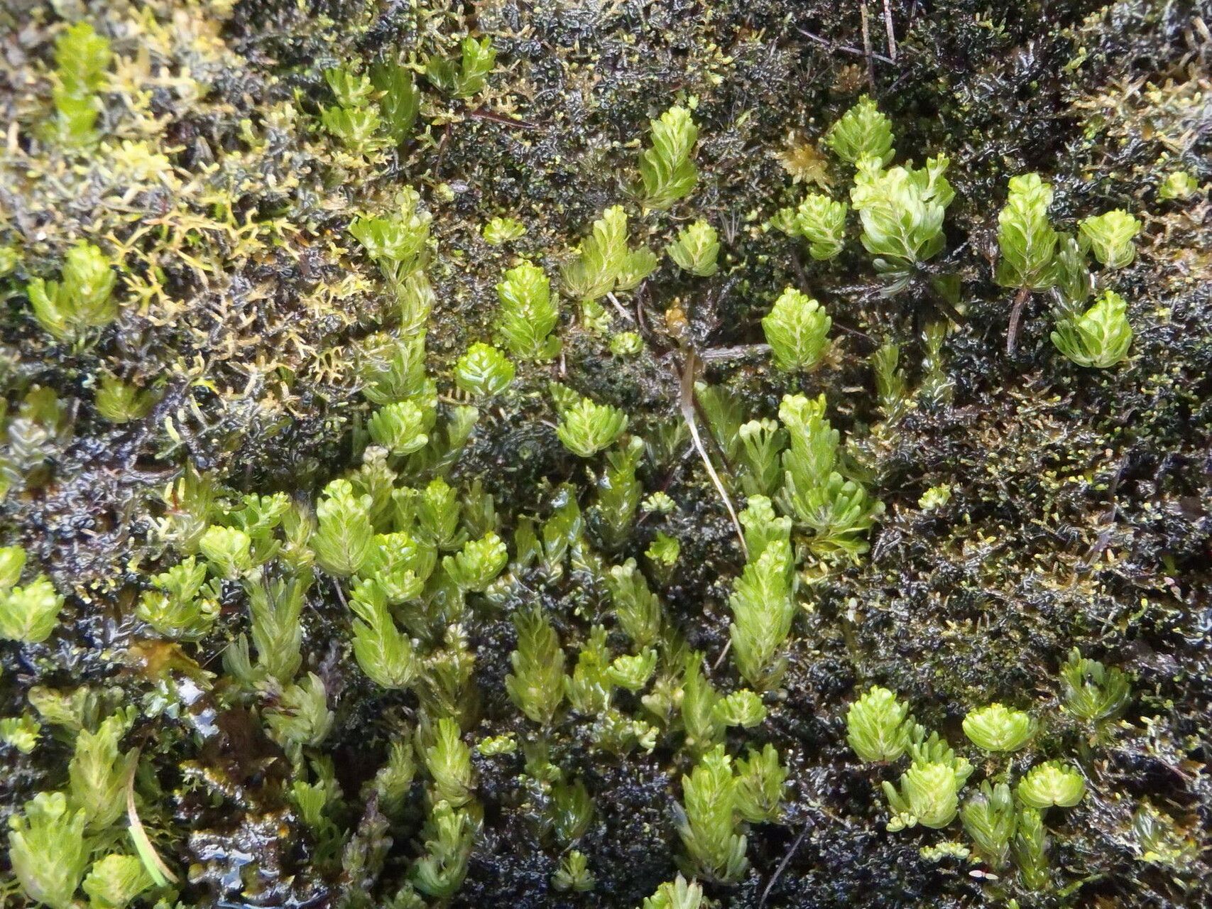Hymenophyllum capense habit