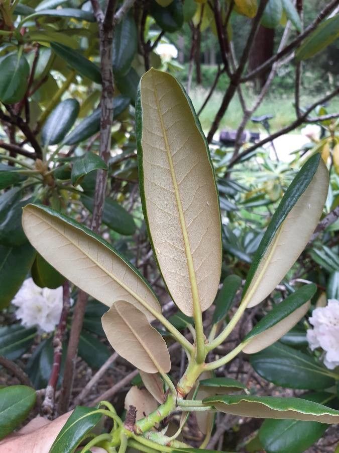 Rhododendron fauriei leaf