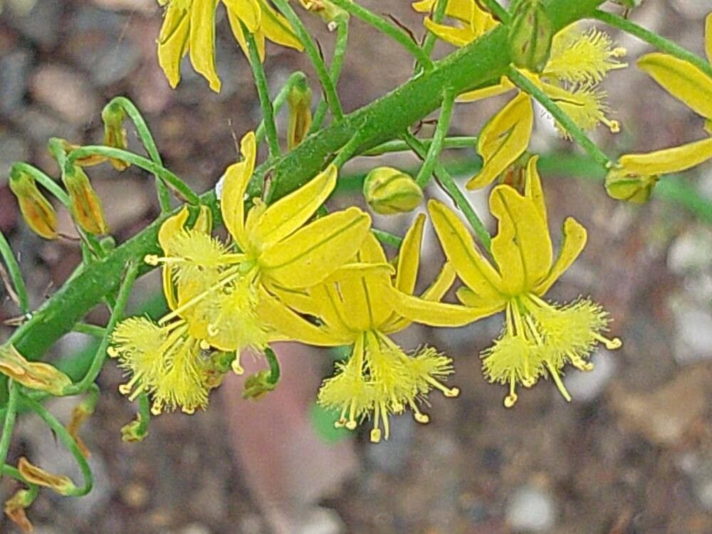 Bulbine latifolia flower