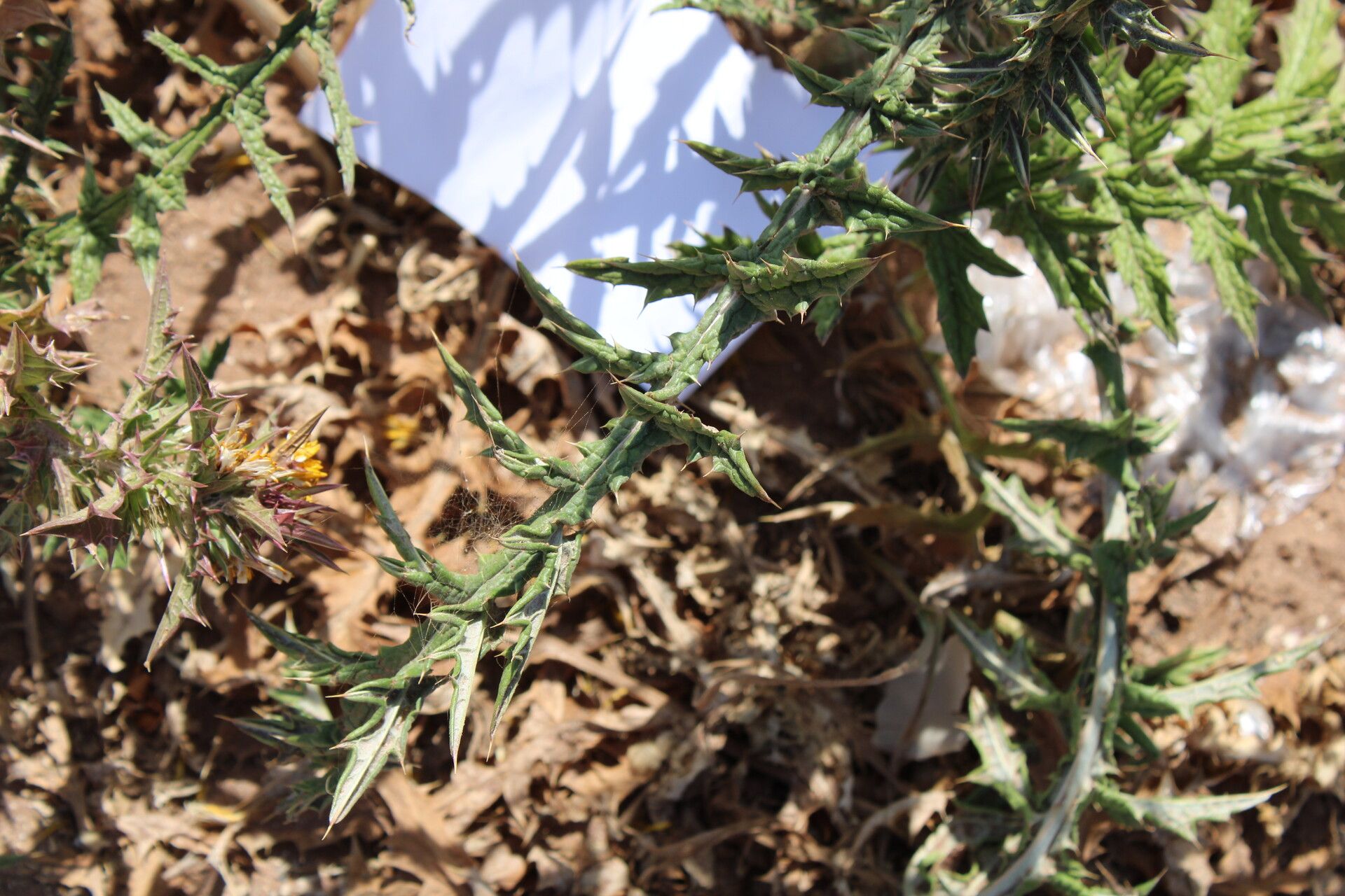 Onopordum dissectum — houseplant care guide