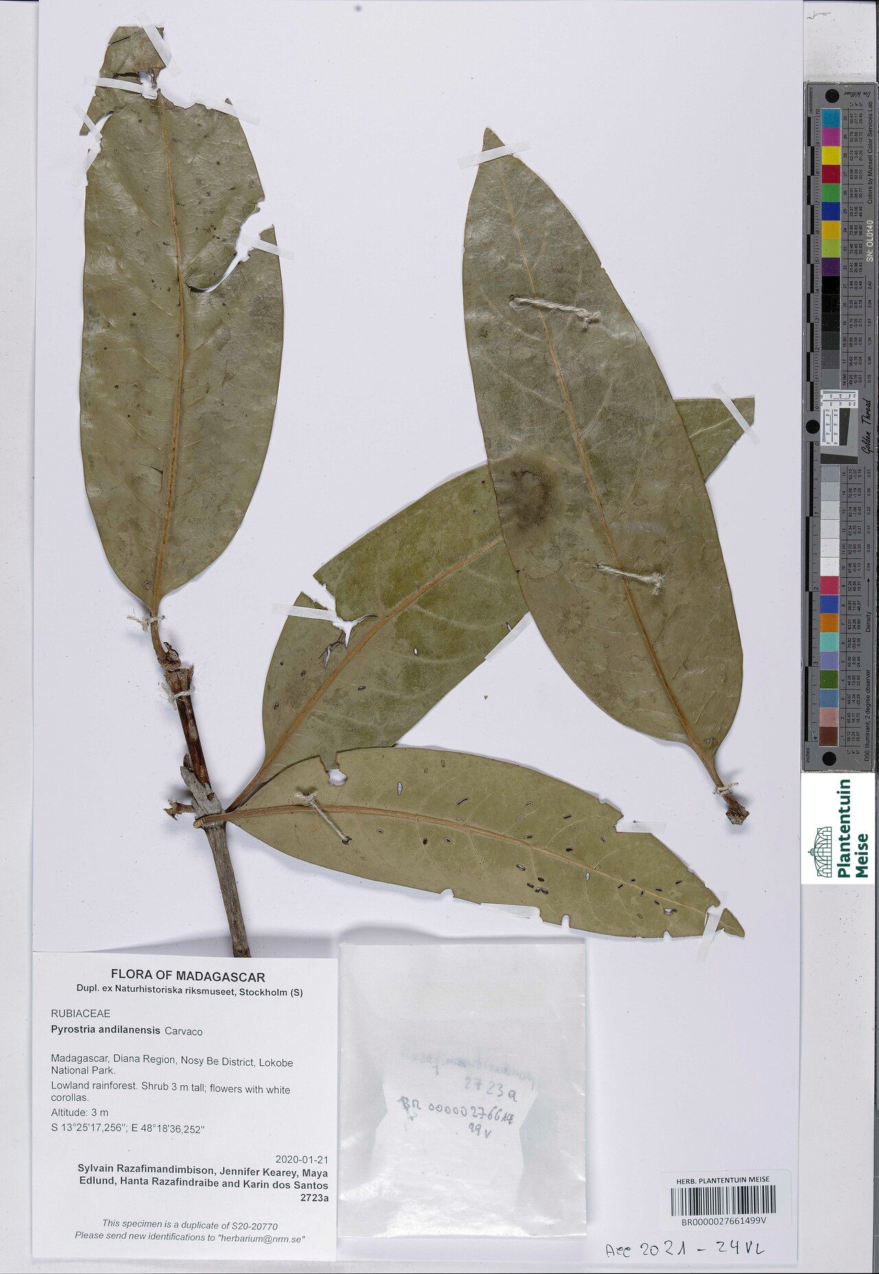 Pyrostria andilanensis — houseplant care guide