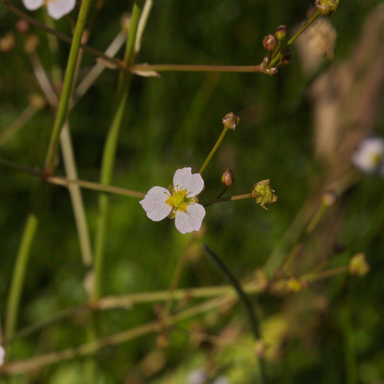 Alisma lanceolatum fruit