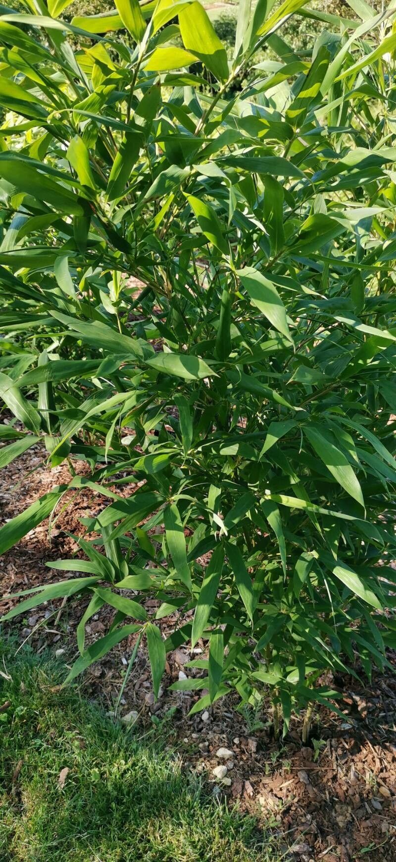 Sinobambusa tootsik habit