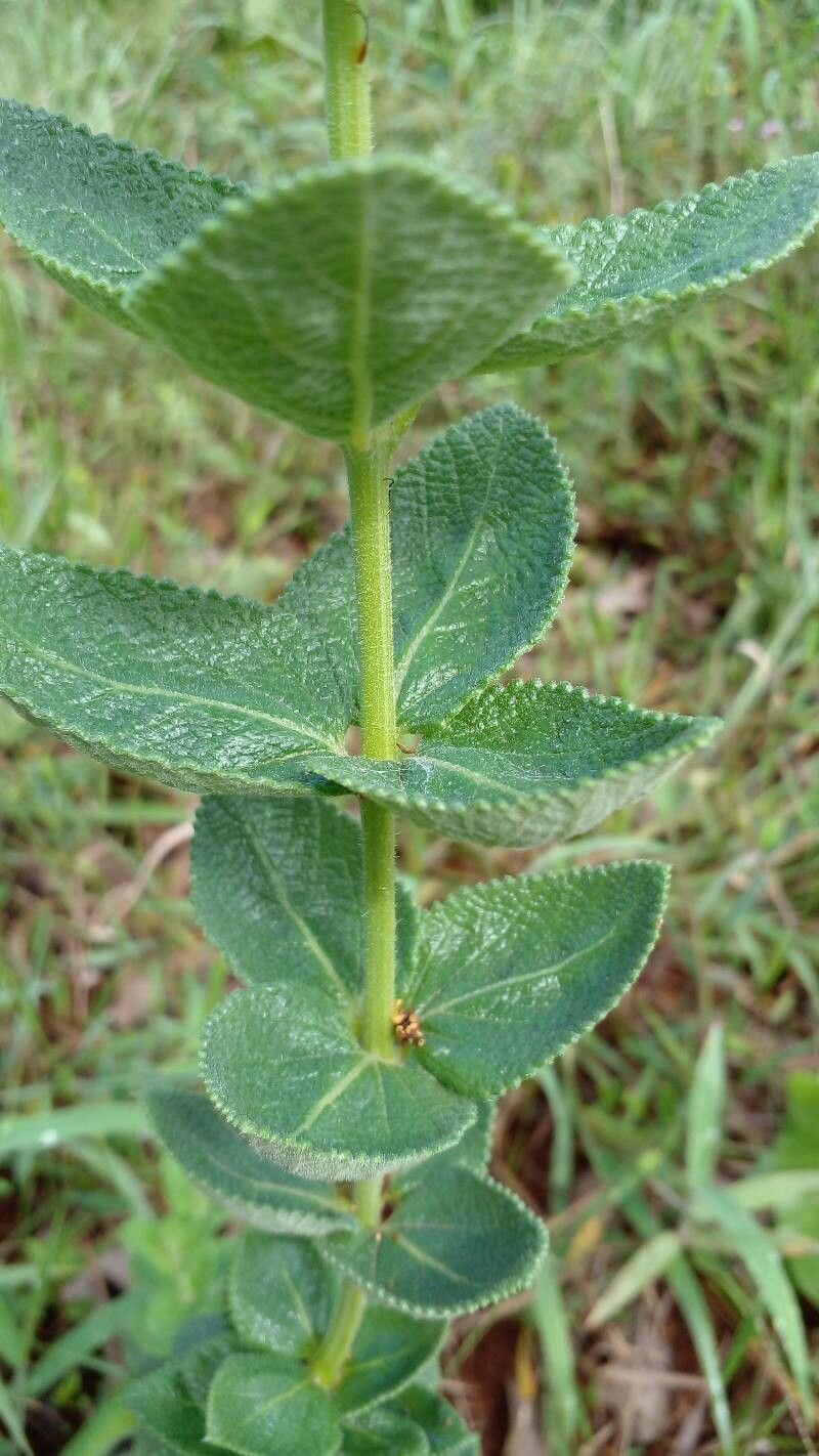 Lippia lacunosa bark