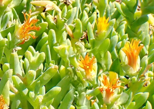 Malephora thunbergii — search result for 'Malephora'