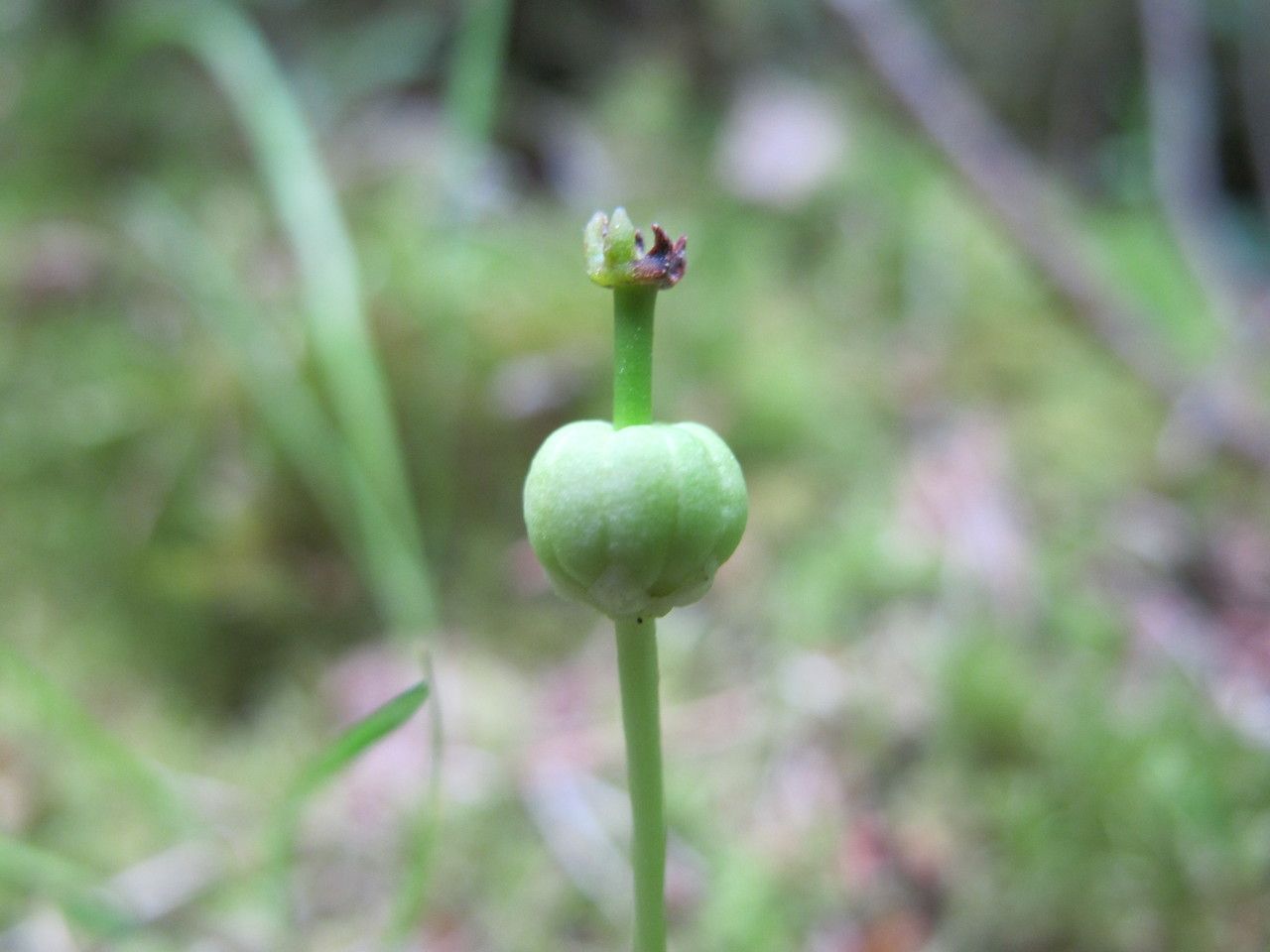 Moneses uniflora fruit
