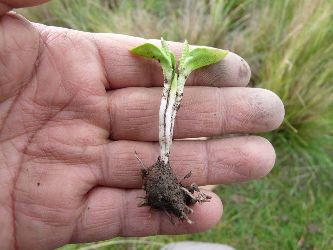 Ophioglossum crotalophoroides habit