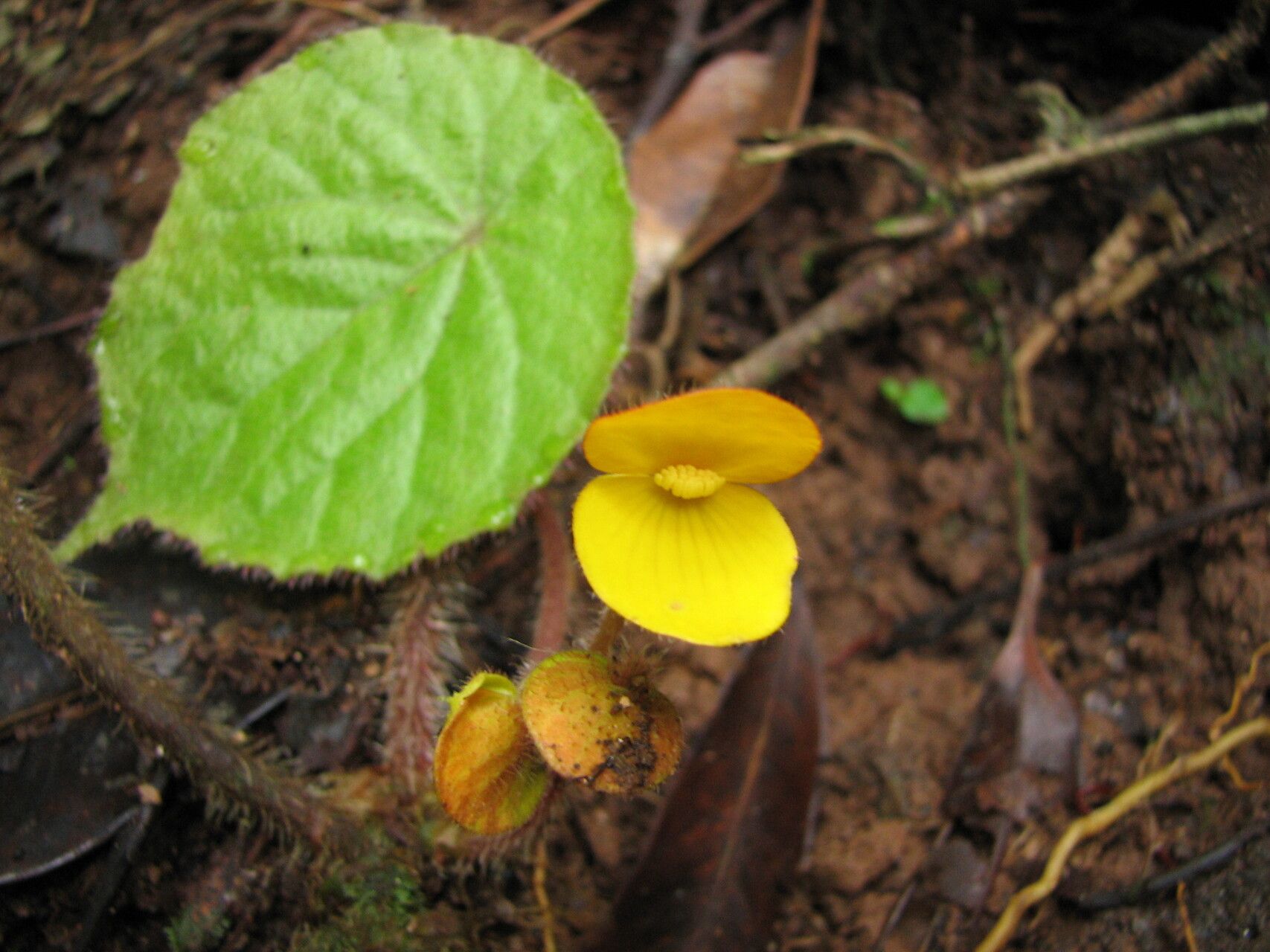 Begonia potamophila — houseplant care guide