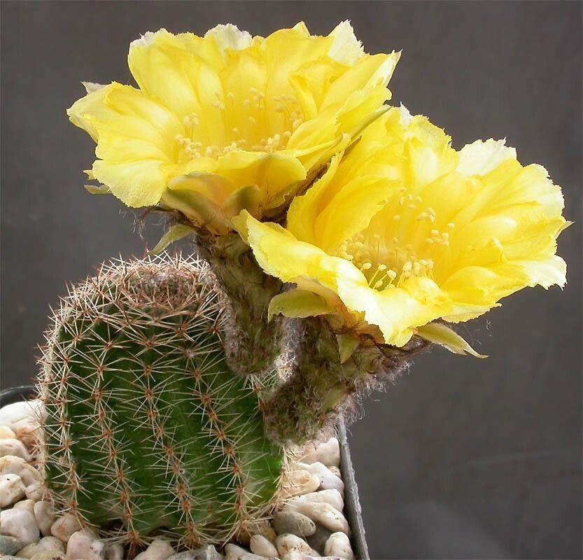 Echinopsis famatimensis — search result for 'Echinopsis'