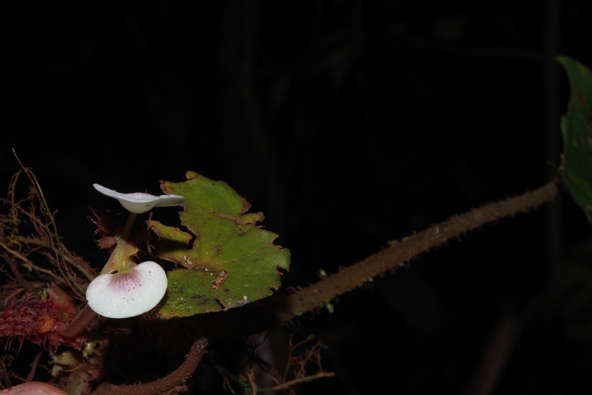 Begonia hirsutula flower