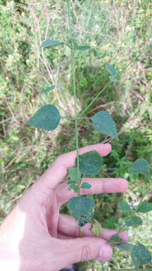 Hyptis mutabilis leaf