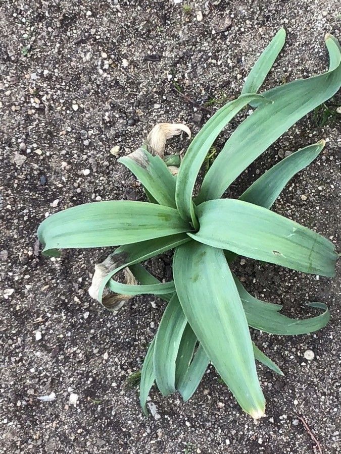 Allium giganteum leaf