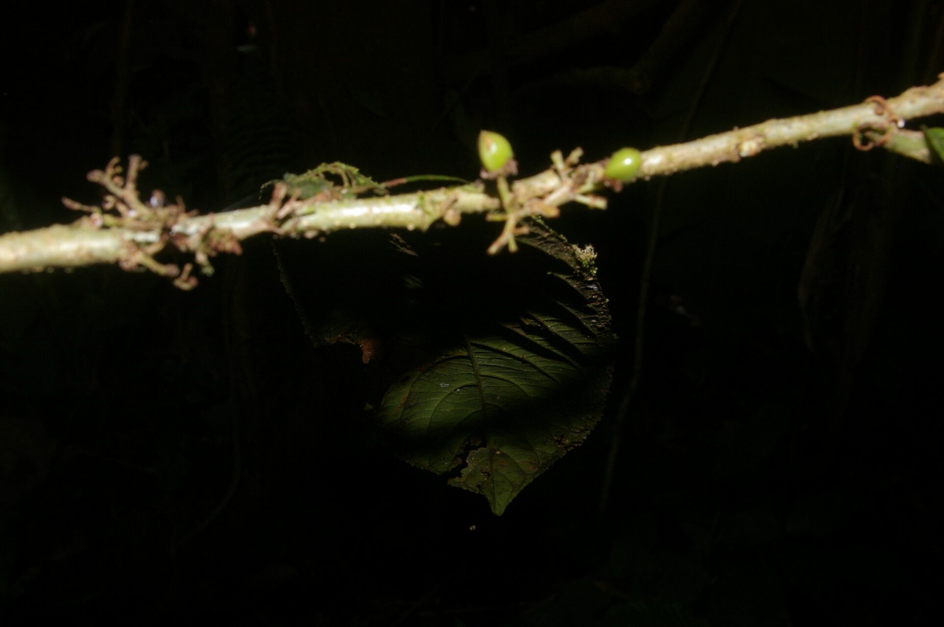 Casearia standleyana fruit