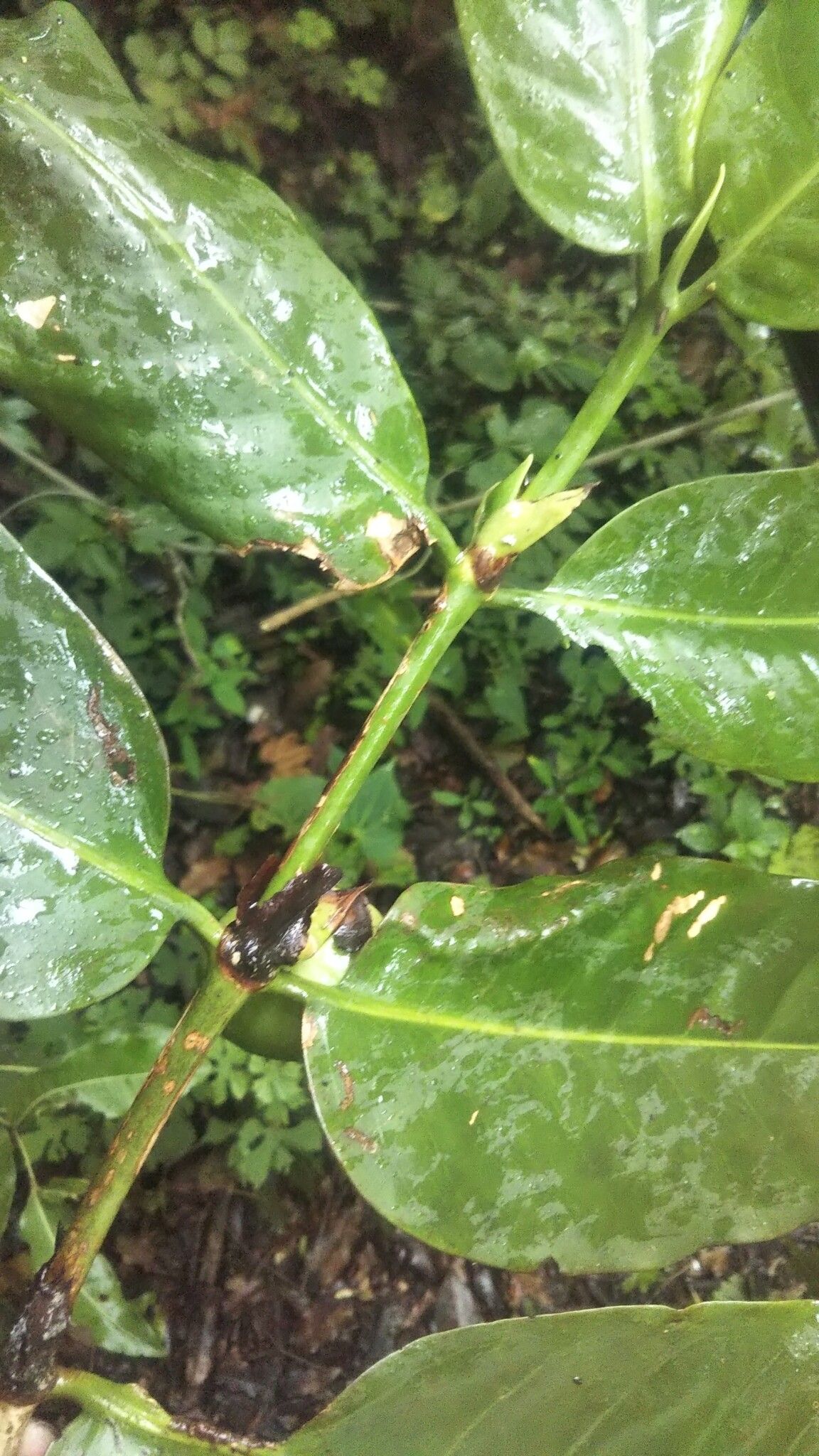 Pyrostria ixorifolia bark