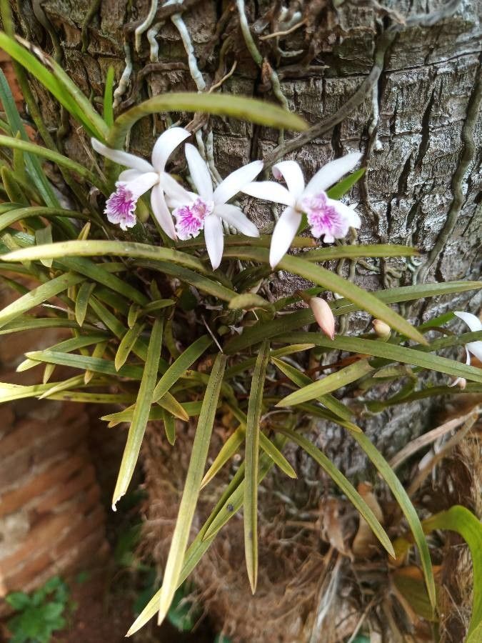 Cattleya lundii flower