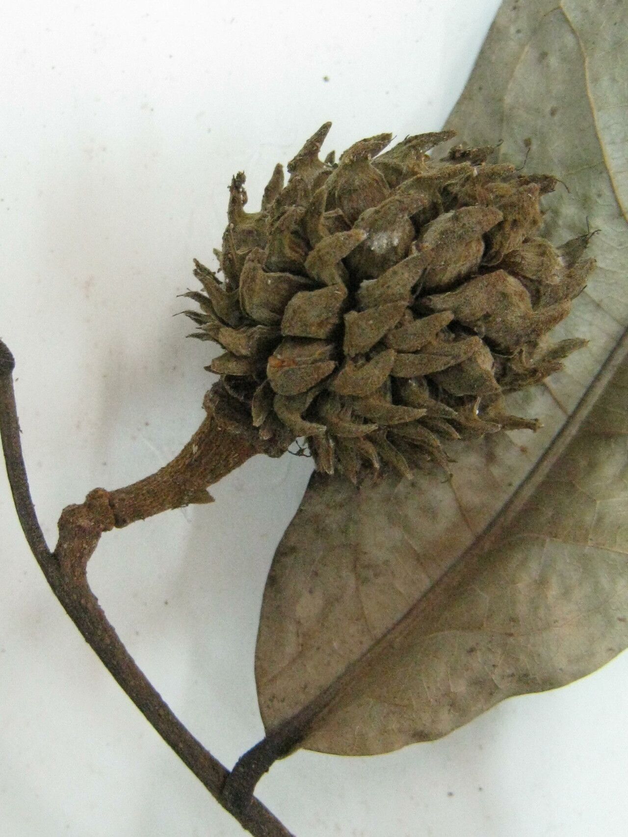 Duguetia riparia — houseplant care guide