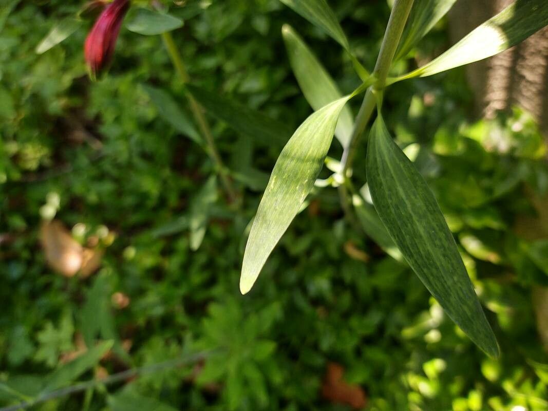 Alstroemeria psittacina — search result for 'Alstroemeriaceae'