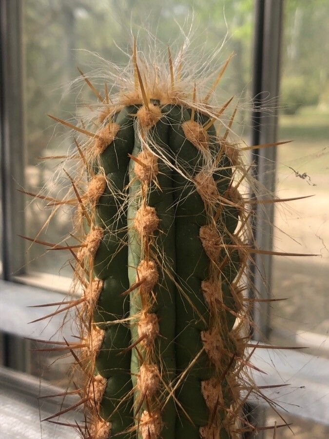 Oreocereus leucotrichus — houseplant care guide