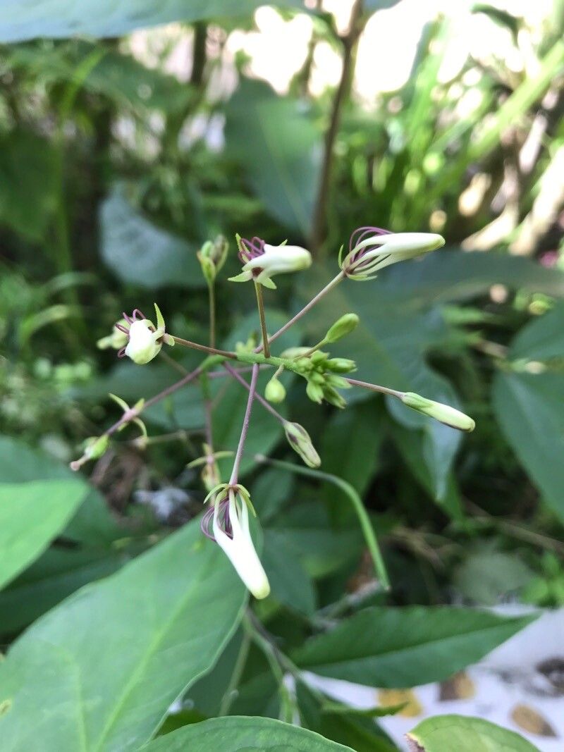 Cleoserrata serrata flower