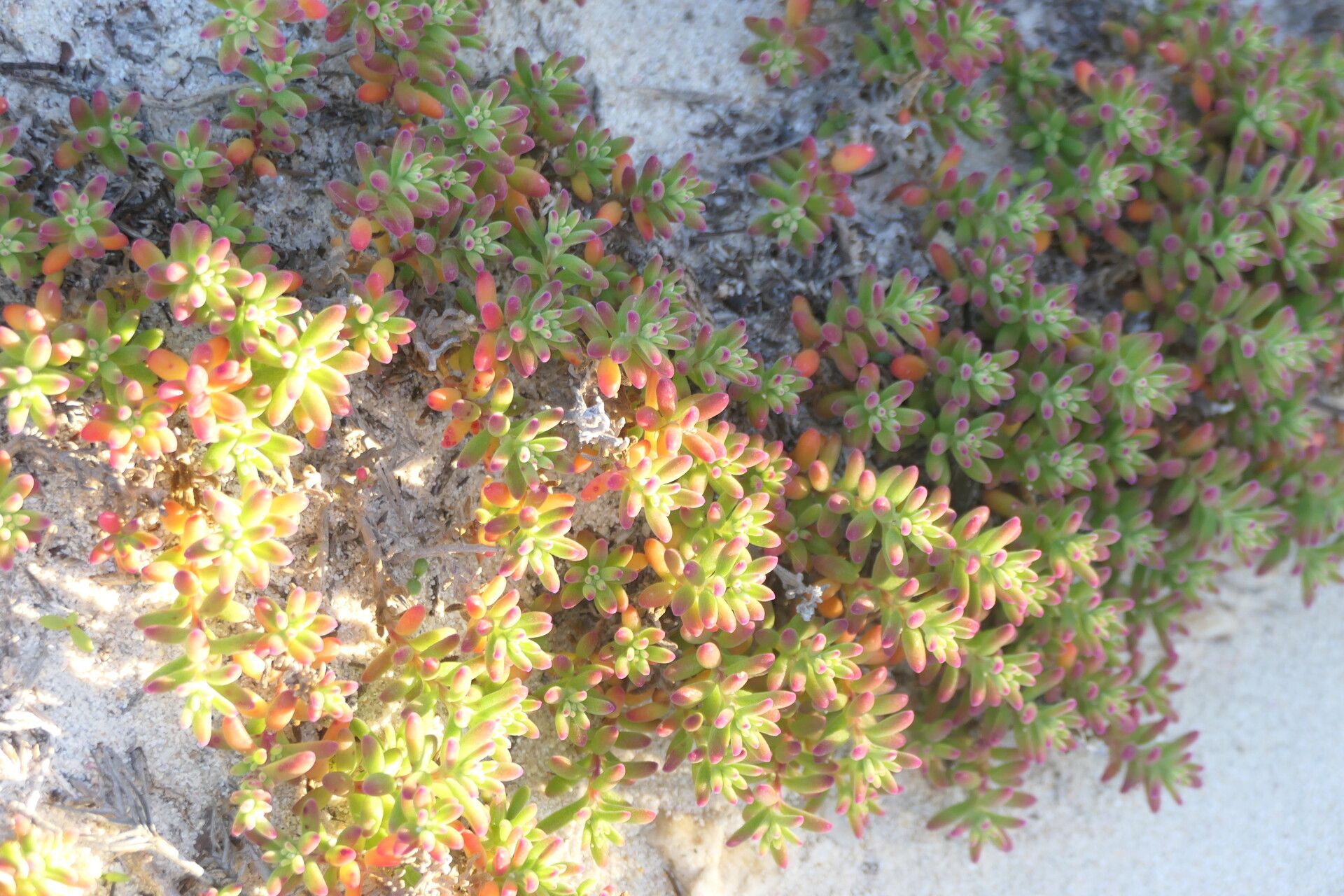 Tetragonia fruticosa habit