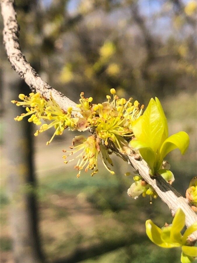 Forestiera pubescens flower