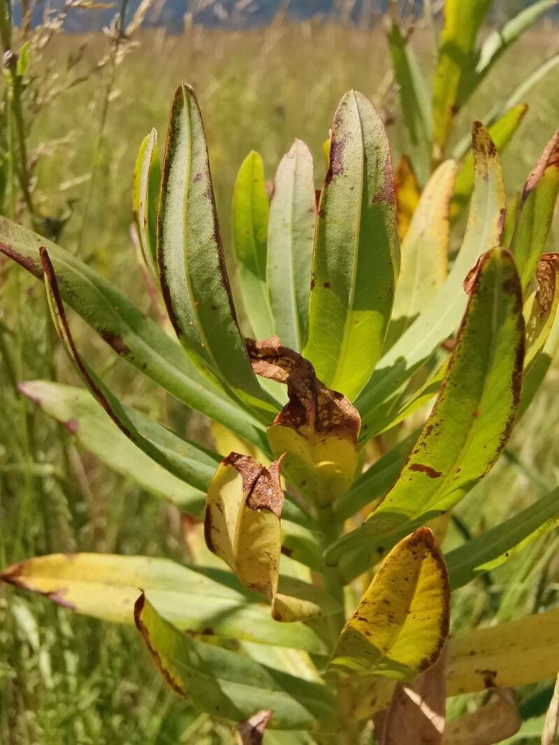 Euphorbia lucida — houseplant care guide