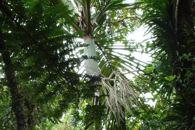 Basselinia favieri habit