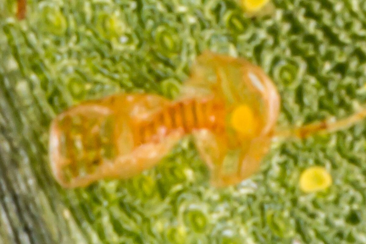 Polypodium interjectum fruit