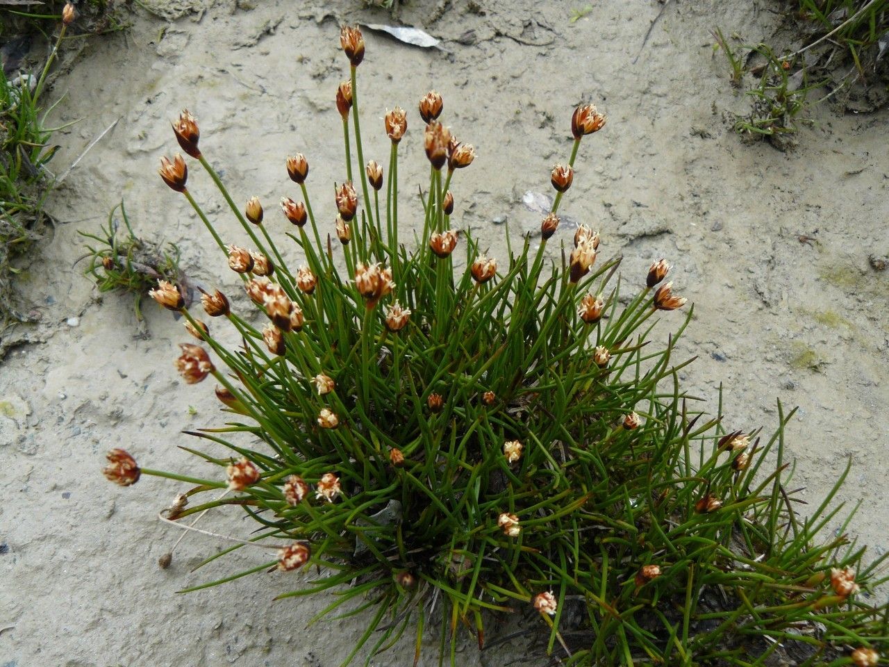 Juncus triglumis habit