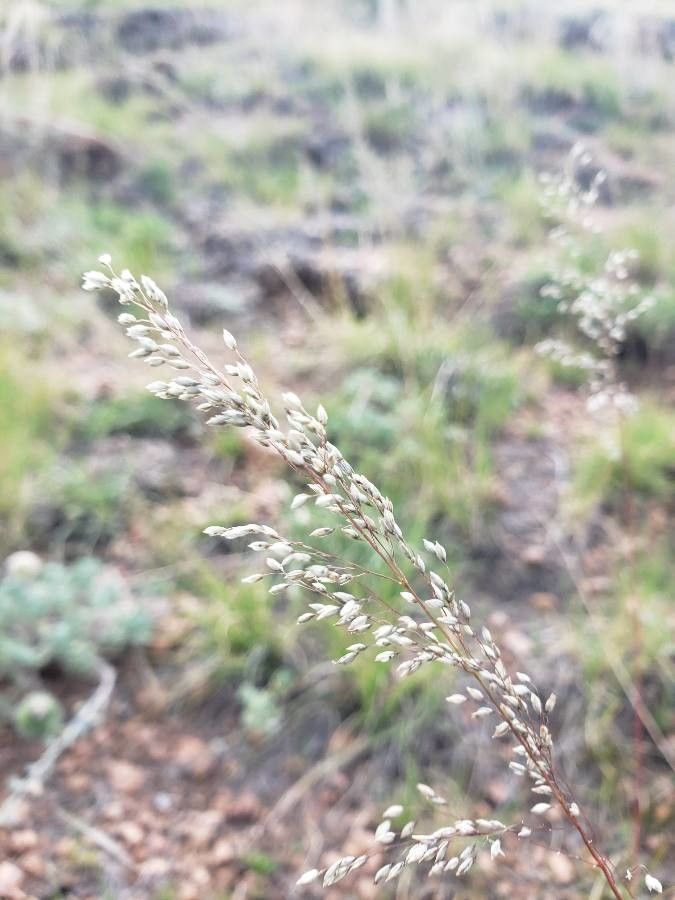 Muhlenbergia tricholepis — houseplant care guide