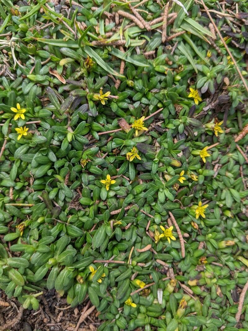 Pectis humifusa flower